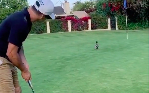 Did you know this rule about hitting animals with your ball when putting?